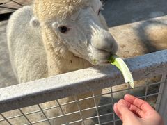 -J Create城市露营咖啡·简餐·宠物(上海动物园店)