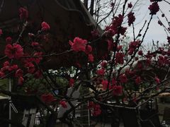-桃源山庄·水蜜桃采摘·柴火鸡·烧烤团建(龙泉山店)