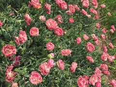 -上海植物园·停车场