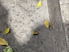 -谢怀亮芝麻茶