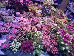 -花鸟鱼虫鲜花绿植市场(玉泉路店)