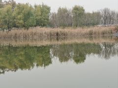 -大兴滨河森林公园