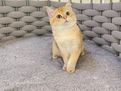-lincat·猫舍(广州店)