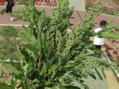 -迪茵湖田家舍生态农场