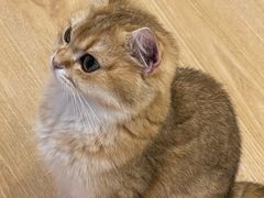 -有喵·猫咖·狗咖·40+猫狗有小奶狗(岗厦店)