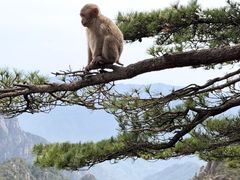 -黄山玉屏楼宾馆餐厅