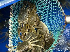 -阳澄湖大闸蟹·琼灵阁牌品牌连锁(吴中总店)