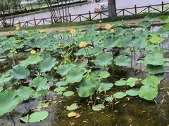 -白洋淀景区