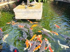 环境-猪肉婆私房菜(容桂总店)