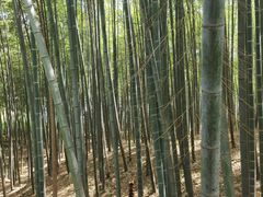 -树山生态村