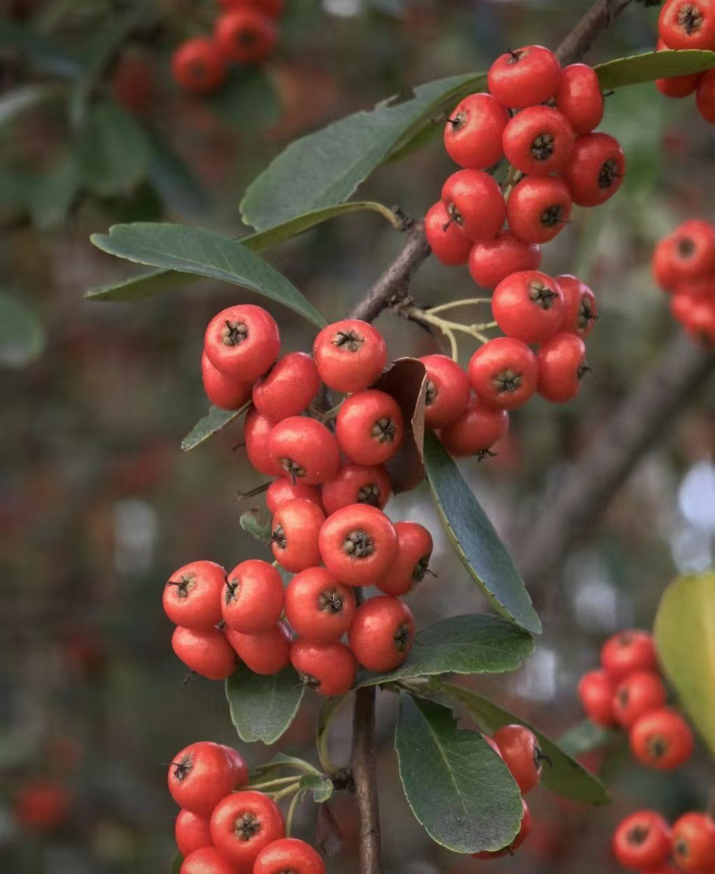 火棘果:自然界的红色珍珠,营养与美味的结合