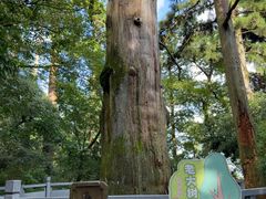 -天目山大树王景区