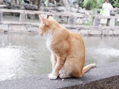 -西园寺