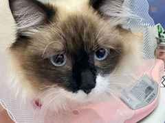 -佑安动物医院·全科·内窥镜中心(幸福巷店)