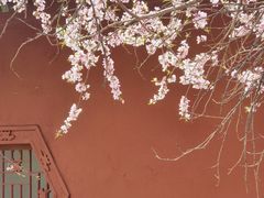 -桃花堤公园