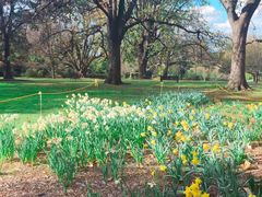 -墨尔本皇家植物园