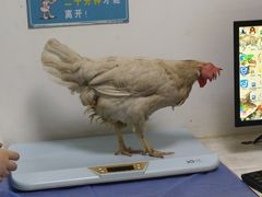 -特一安24小时宠物医院·骨科·中兽医