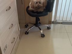 -宠颐生宠物医院·骨外科·犬猫全科诊疗中心(池州店)