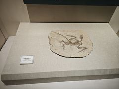 -辽宁古生物博物馆