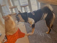 -南京Hallo宠物乐园·哈罗犬舍·柴犬繁育基地