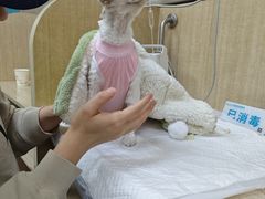 -北京观赏动物医院·24小时大型综合·猫专科·异宠专科