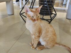 -藏猫猫咖啡主题馆(中央大道店)