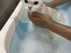 -PETKIT小佩宠物·低压洗护(国顺东路店)