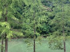 -广州白江湖森林公园