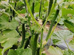 -万源龙顺度假庄园生态观光园