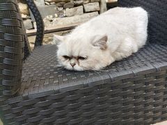 -喵屿·大理花园猫咖