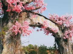 -天适樱花悠乐园