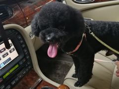 -严国平动物医院(德政总院)