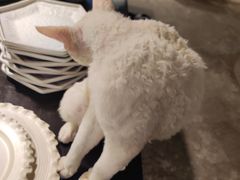 -自由生长植物工作室(深港花卉中心店)