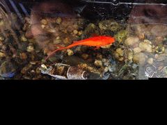 -红糖水都·女生特炖·中式滋补炖(北辰店)