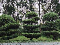 -深圳国际园林花卉博览园