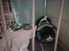 -瑞鹏宠物医院·骨科·猫科·内科(第一中心)