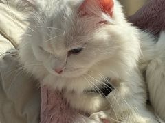 -伟伟宠物医院·瑞派猫友好医院·猫科(光谷店)