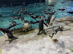 -成都浩海立方海洋公园