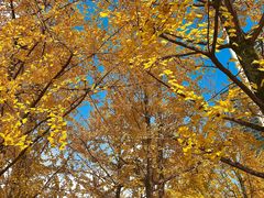 -重庆市江北嘴中央商务区中央公园