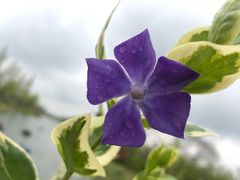 -南通鲜花小镇