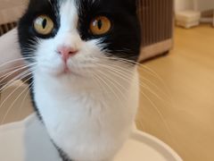 -有喵·猫咖·狗咖·40+猫狗有小奶狗(岗厦店)