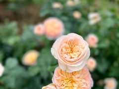 -人民公园(罗湖区)