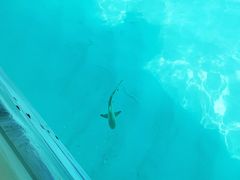 -中央格兰德岛温泉度假酒店 - 全包