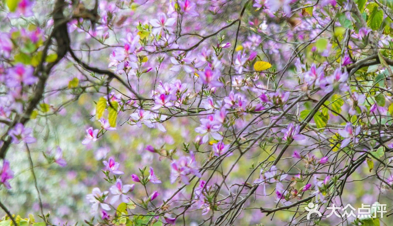 三四月去广东肇庆打卡最美紫荆花道