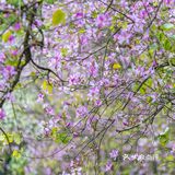 三四月去广东肇庆打卡最美紫荆花道