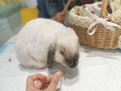 -RU DUCK柯尔鸭公社·撸鸭俱乐部·羊驼·小香猪