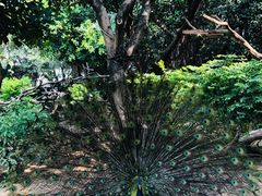 -广州长隆飞鸟乐园