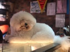 -more than meow吴止猫主题餐厅(承德 中船汇店)