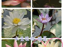 -中国科学院华南植物园