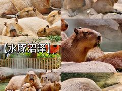 -北京野生动物园